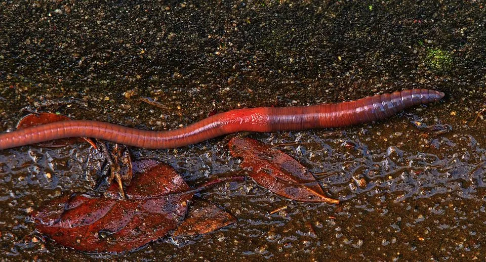 worm-4763219_960_720.jpg