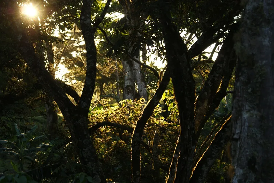 jungle-208429_960_720.jpg