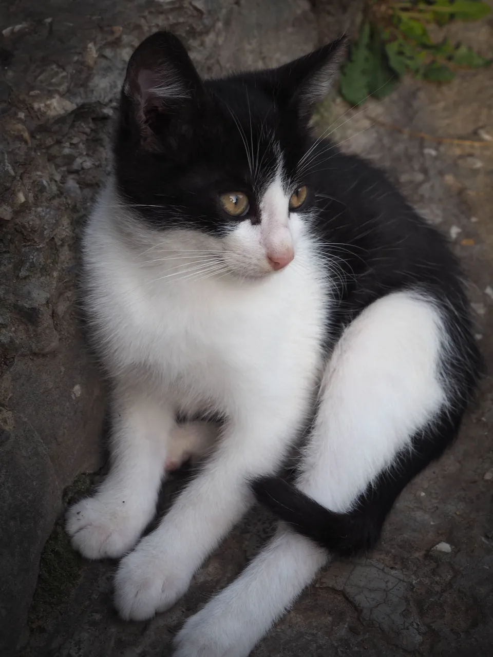 caturday 6.jpg