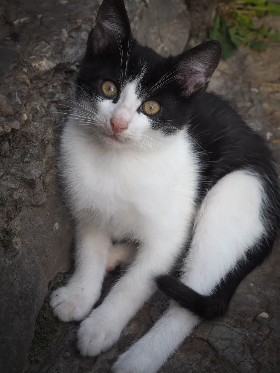 caturday 7.jpg
