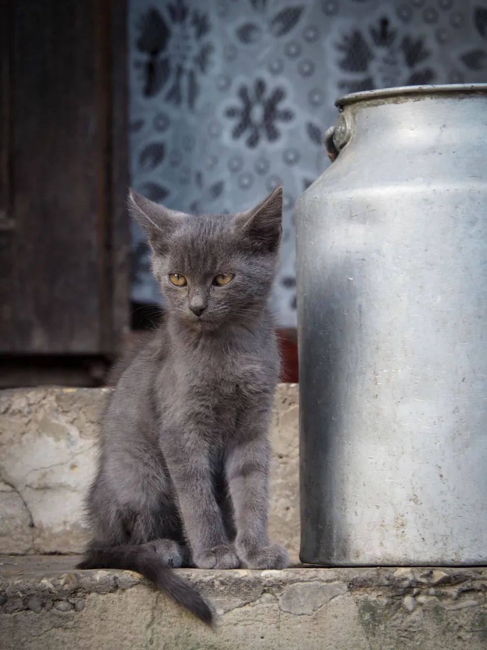 caturday 2.jpg