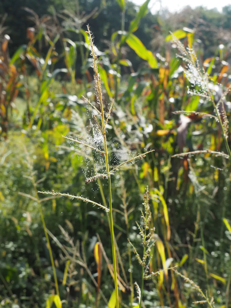 P9262331.JPG