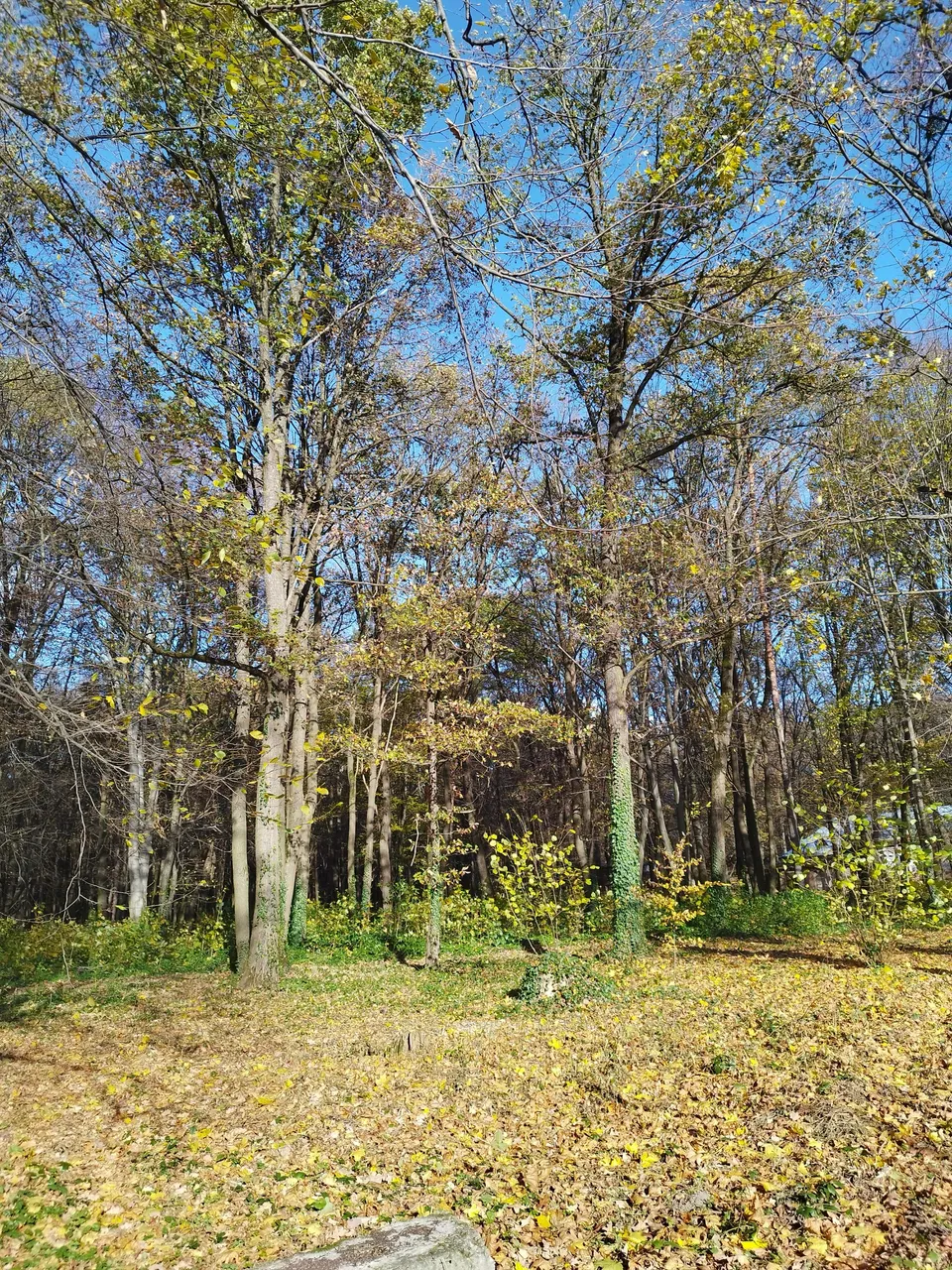 IMG_20231109_132746.jpg