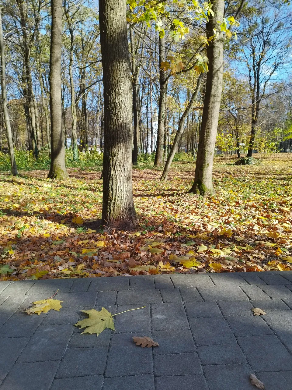 IMG_20231109_132853.jpg