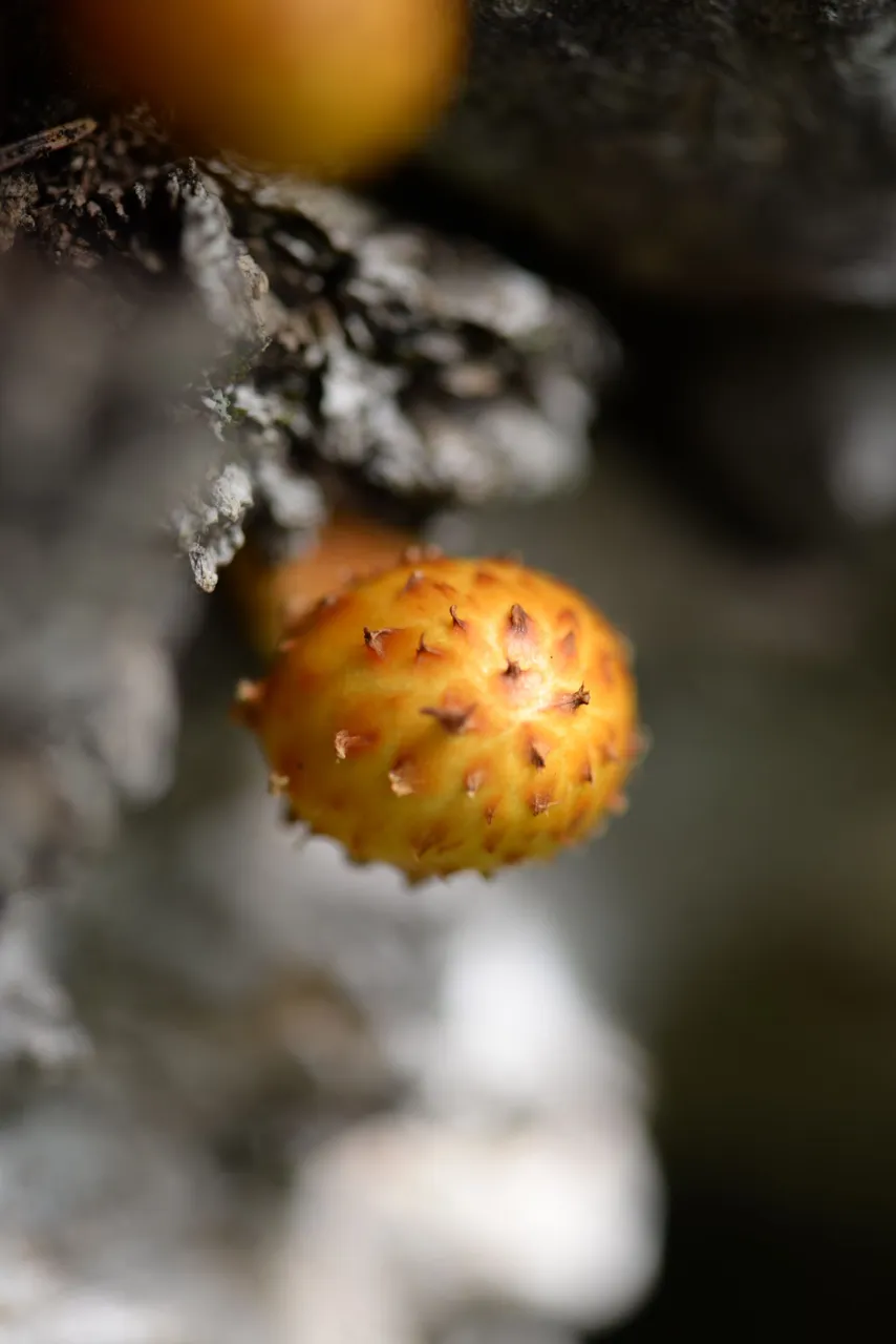 SEP_3920burl-tree.JPG