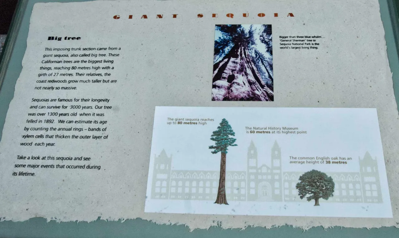 museum-tree2a.jpg