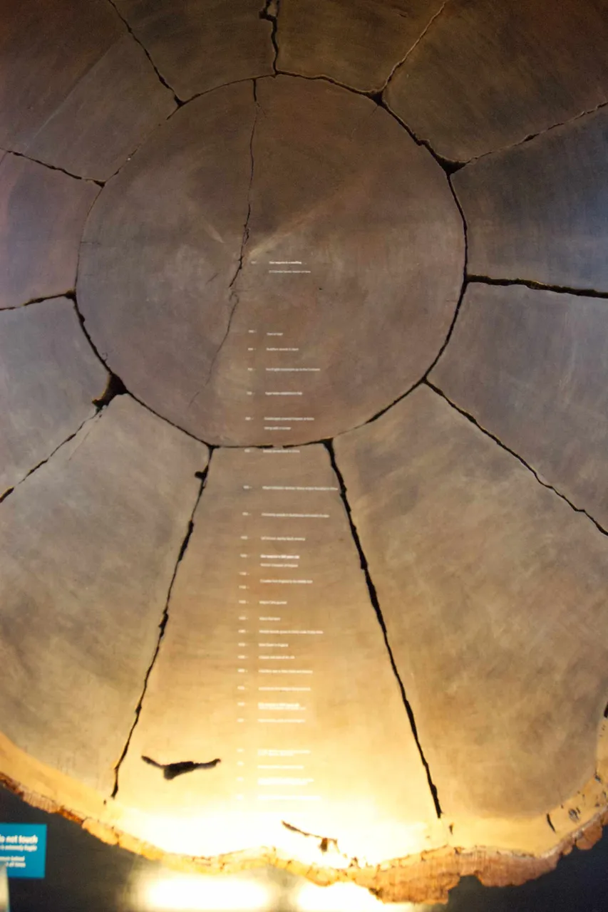 museum-tree2.jpg