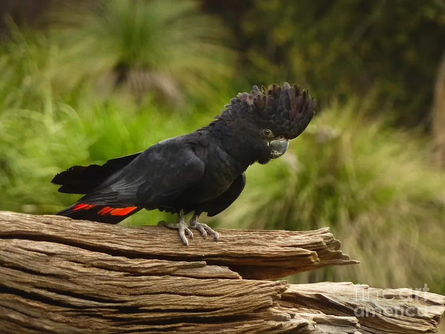 south-eastern-red-tailed-black-cockatoo.jpg