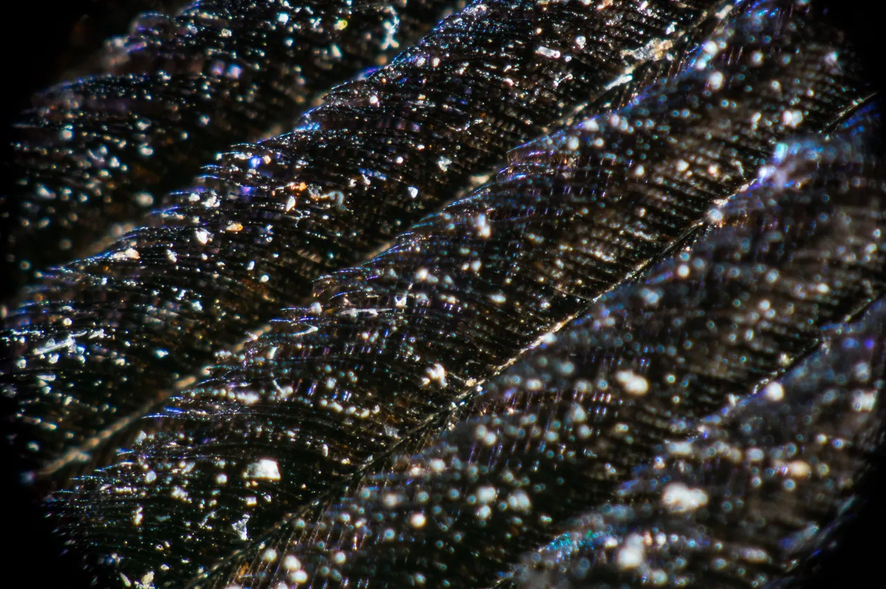 0007IMGP1278lvDecember 30, 2018.jpg