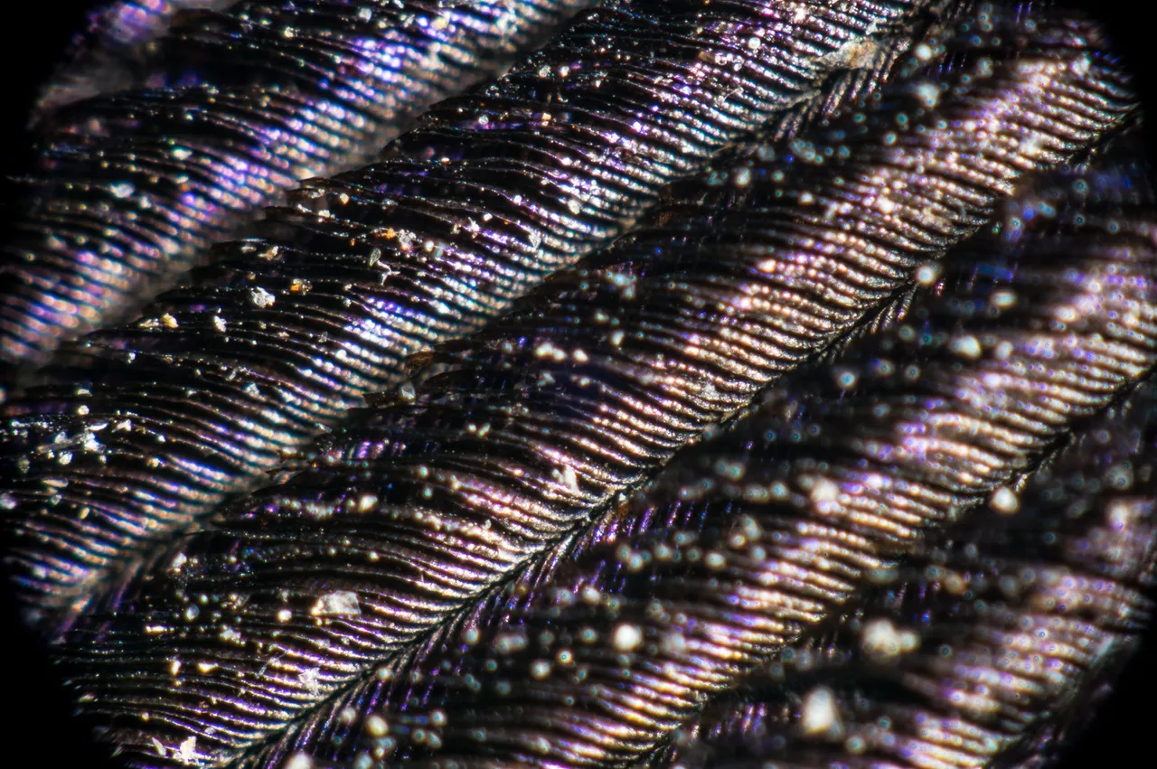0008IMGP1279lvDecember 30, 2018.jpg