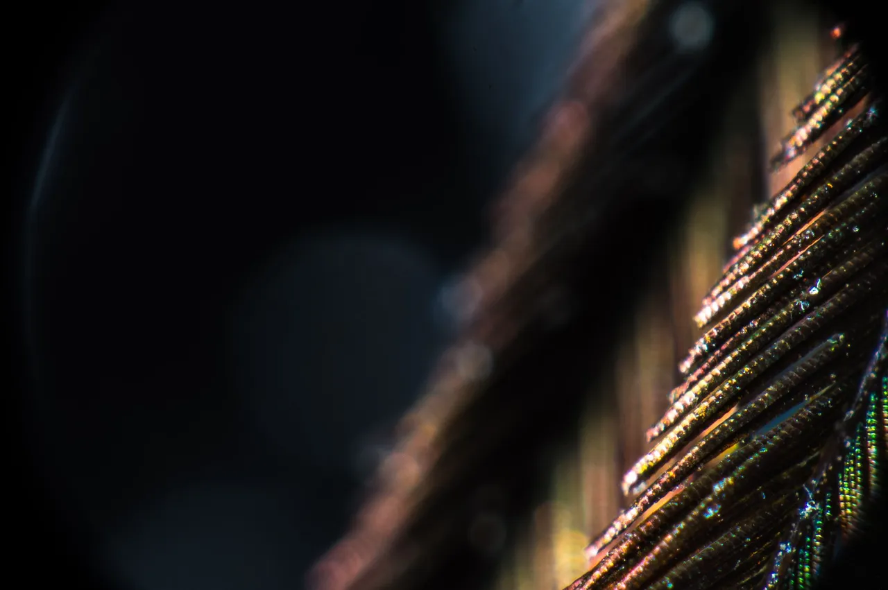 0006IMGP1277lvDecember 30, 2018.jpg