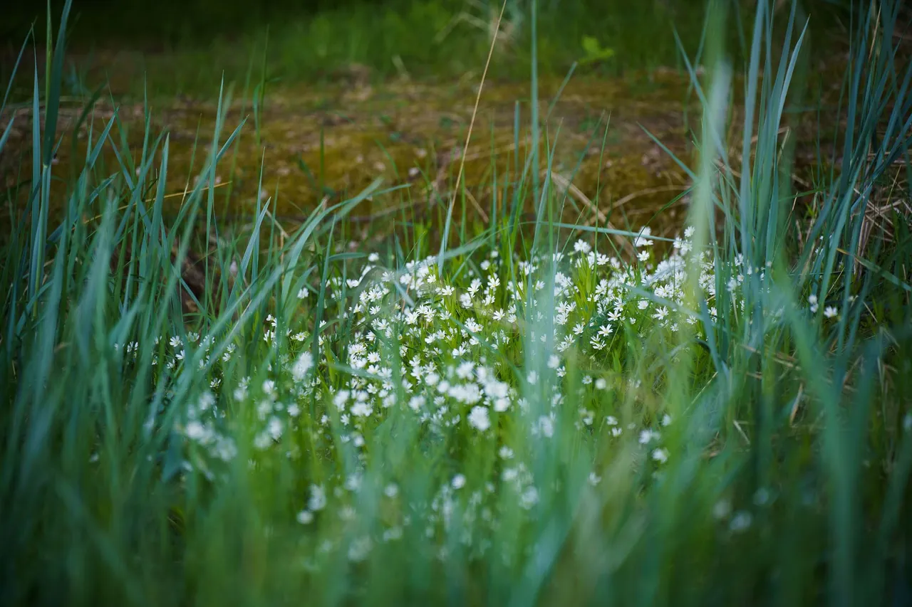0008cc12Jun23IMG06318.jpg