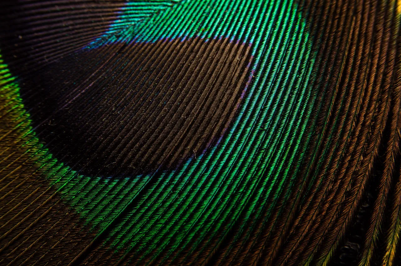0021IMGP1312lvDecember 30, 2018.jpg