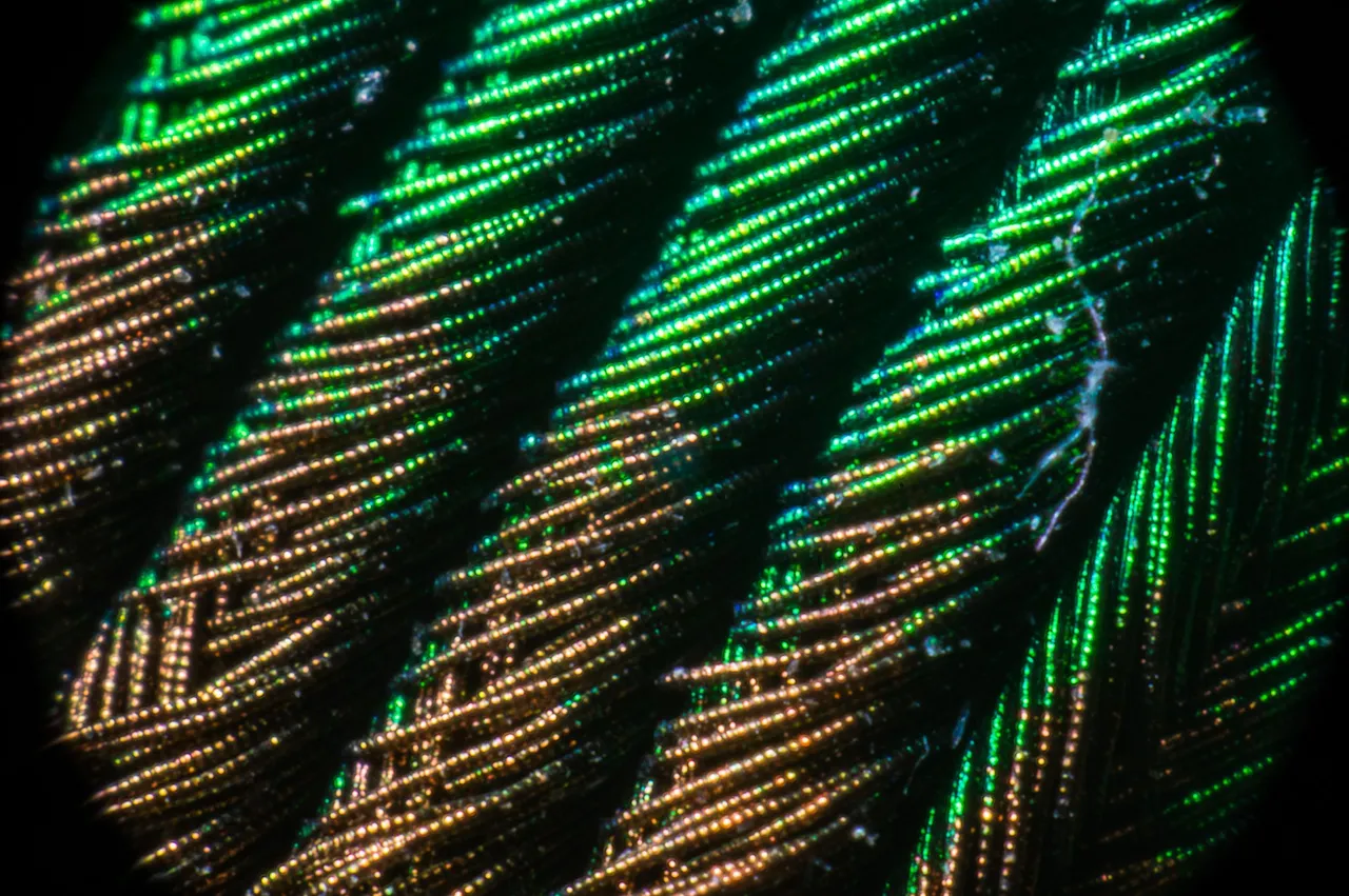 0002IMGP1270lvDecember 30, 2018.jpg