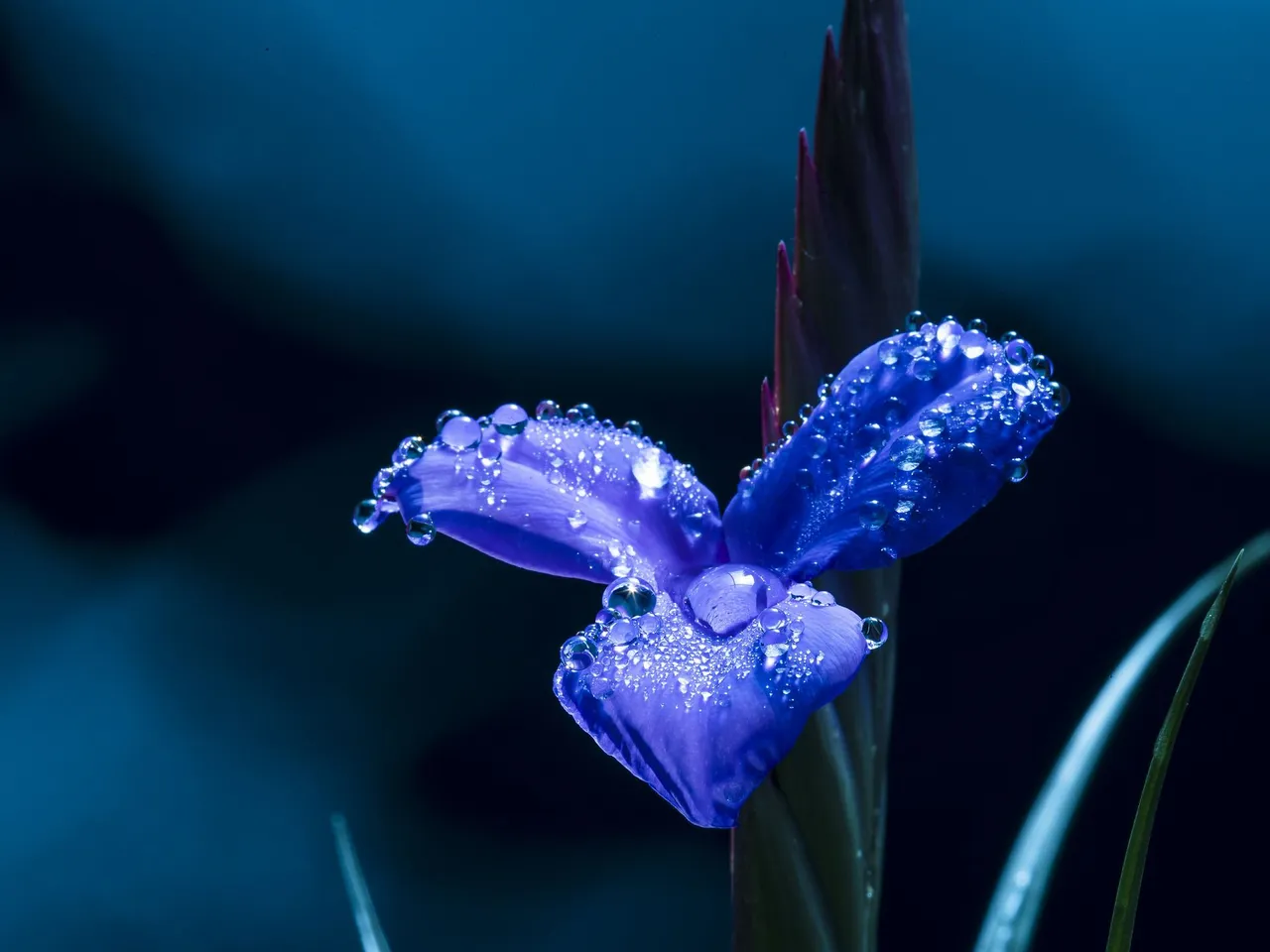 blue-flower-5158746_1920.jpg