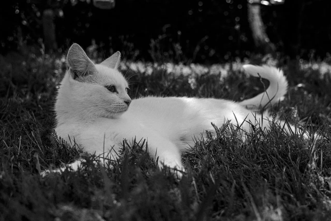 DSCF8550.jpg