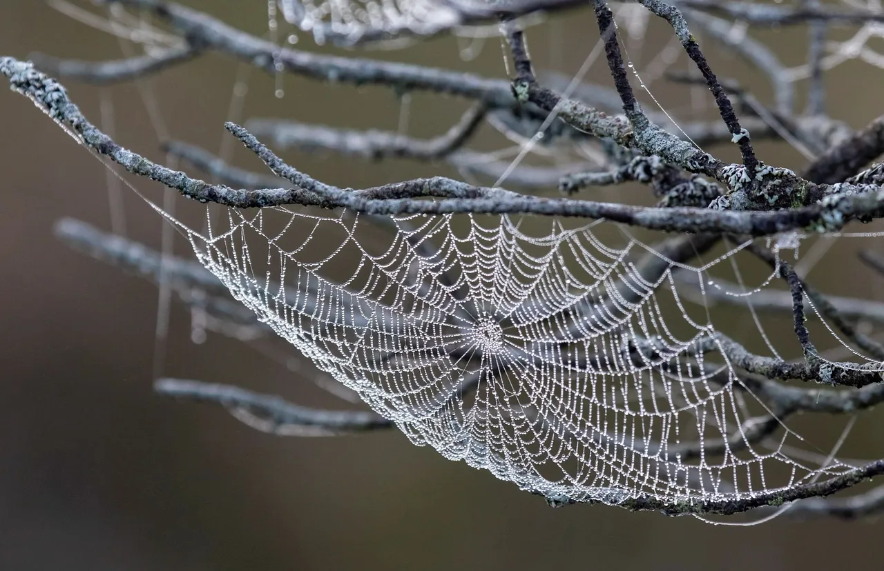 spider-web-6858839_1920.jpg
