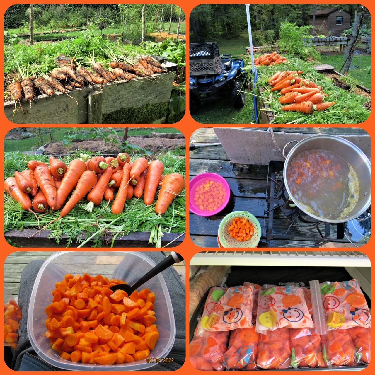 carrots (2).png