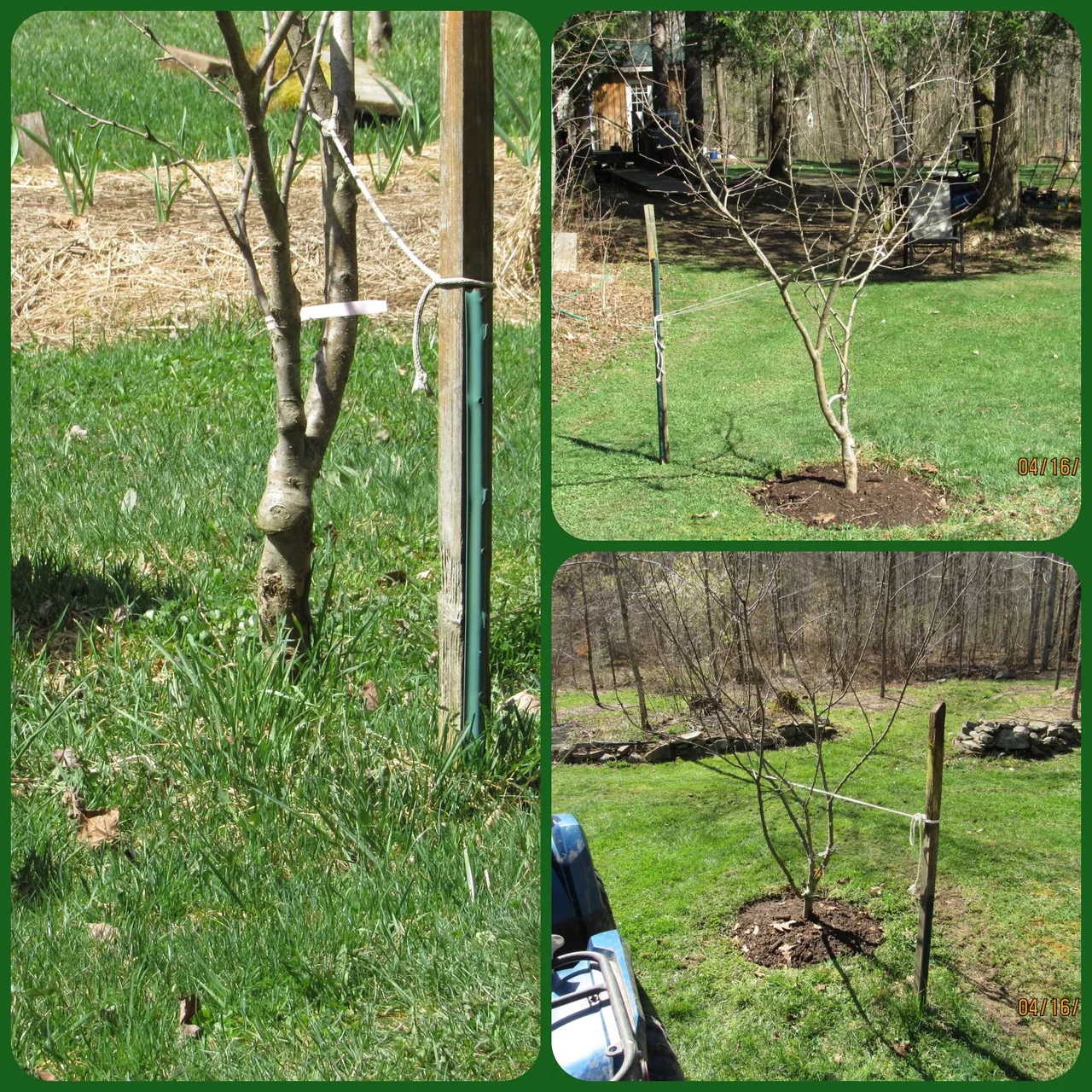 apple trees.png