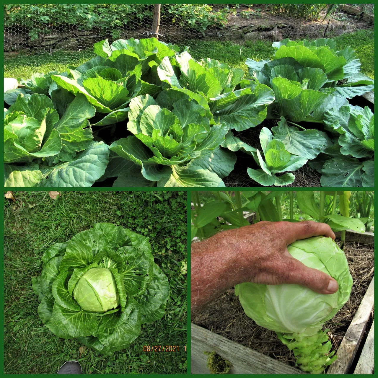CABBAGE.png
