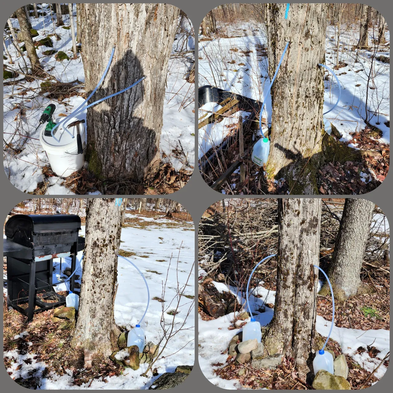 taped trees.png
