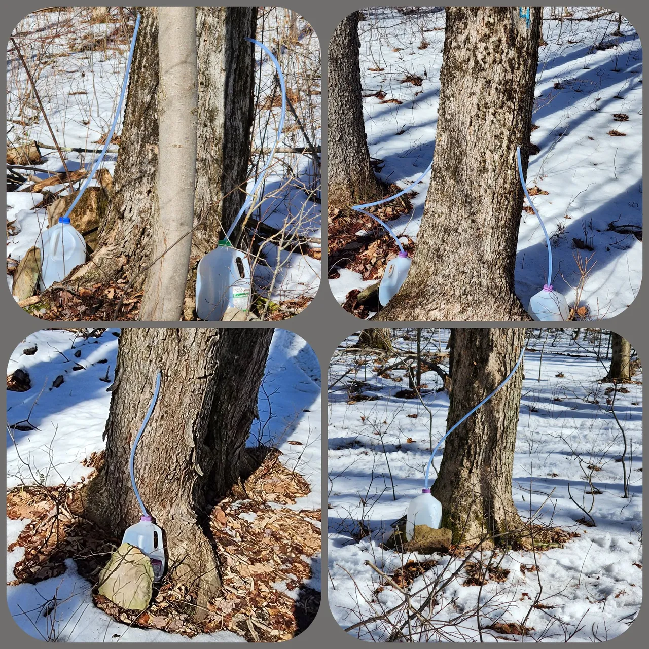 tapped trees 2.png