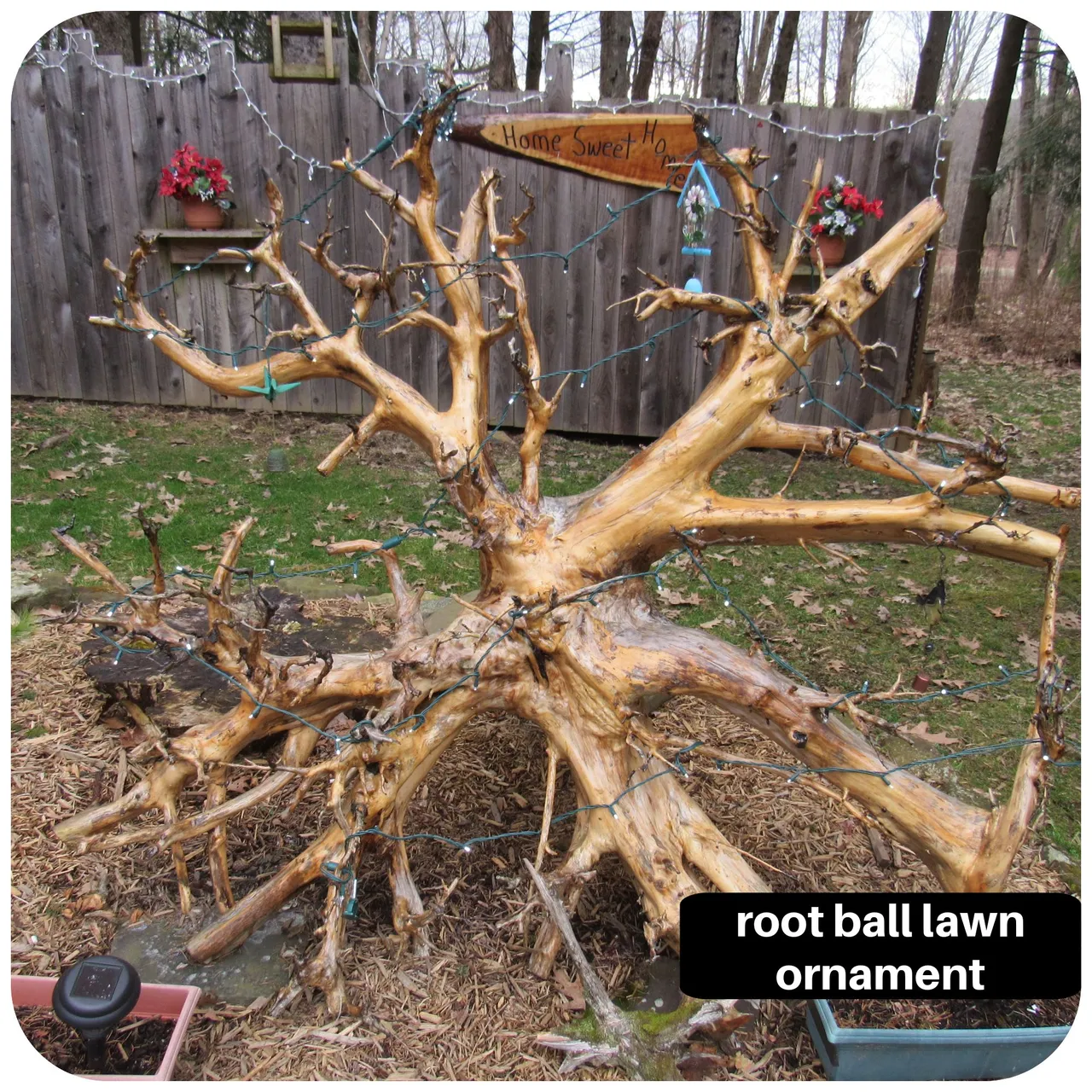 rootball.png