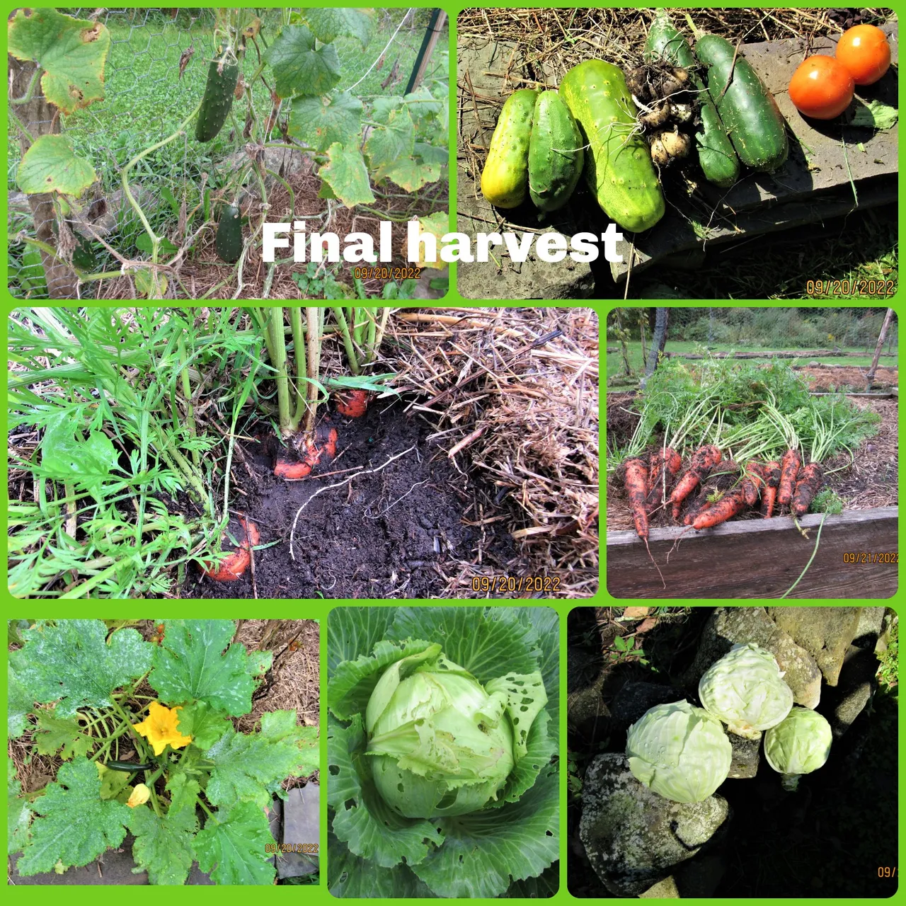 final harvest.png