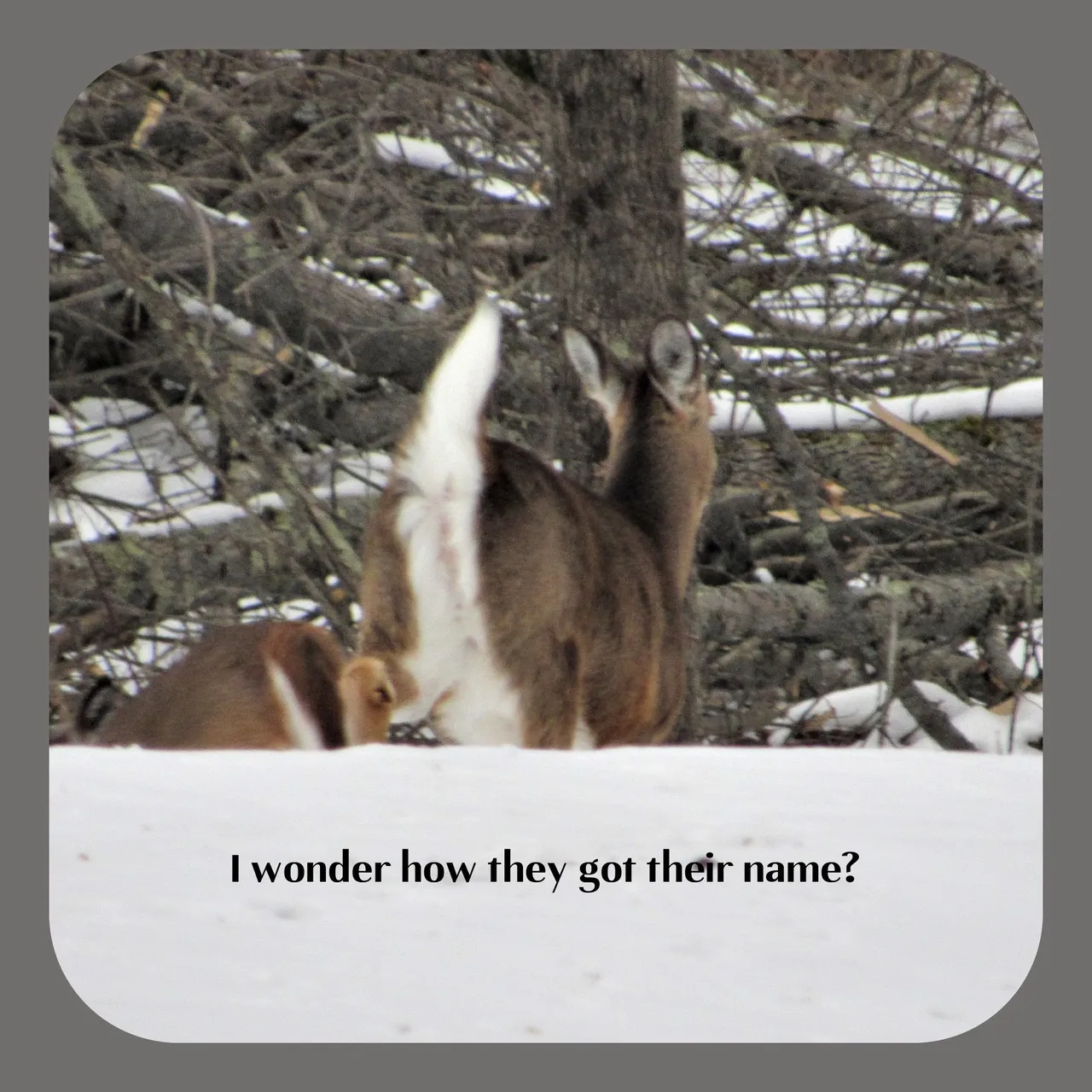I wonder name.png