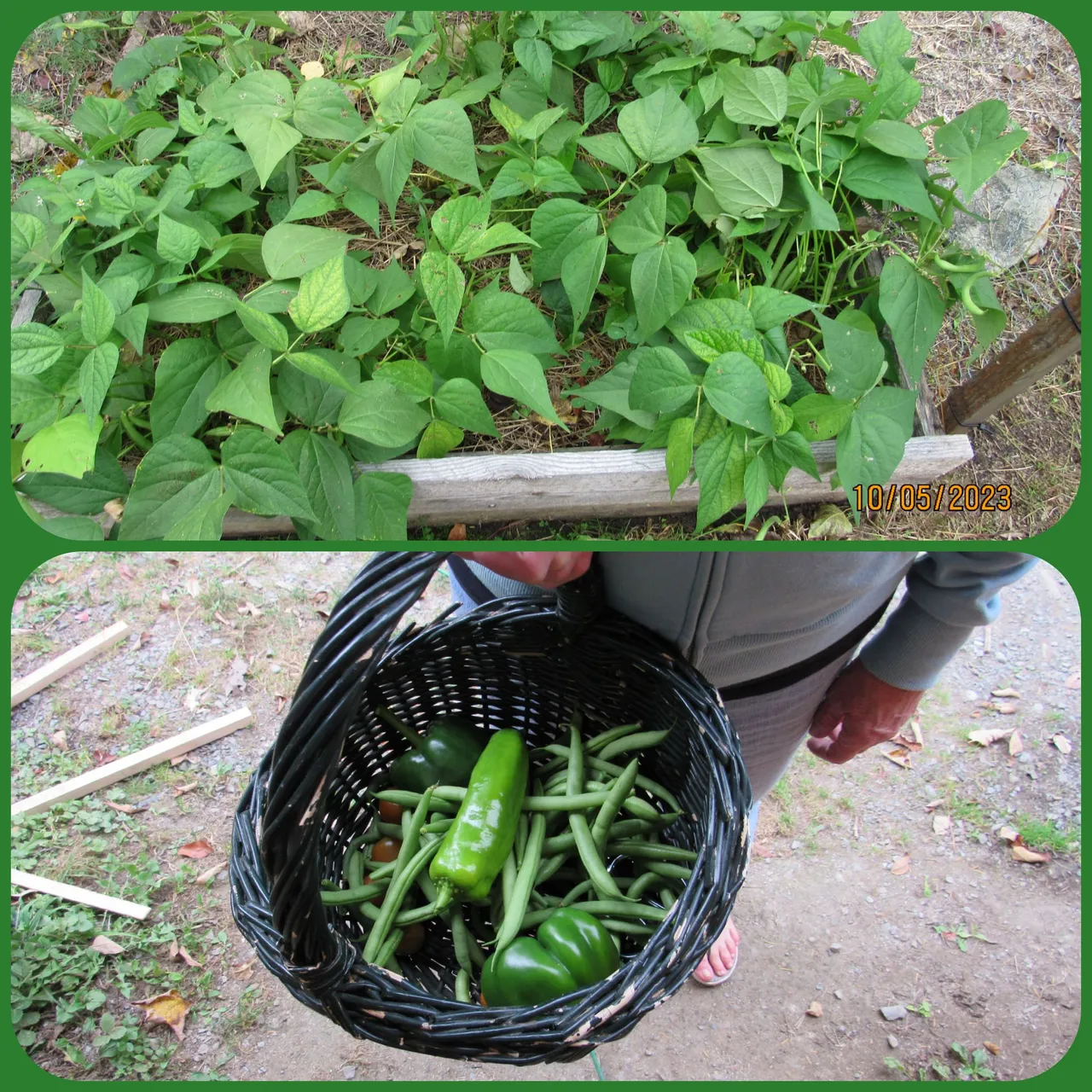 string beans 2.png
