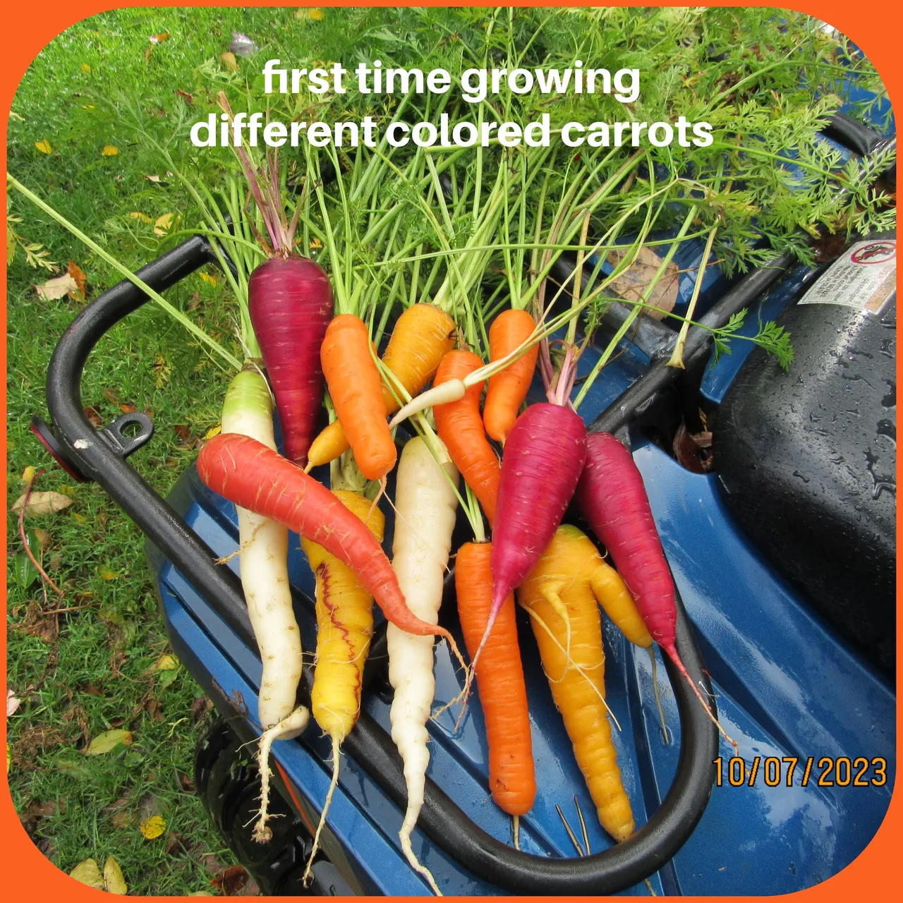 different colored carrots .png