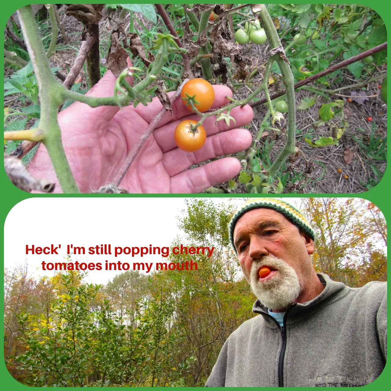 popping tomatoes.png