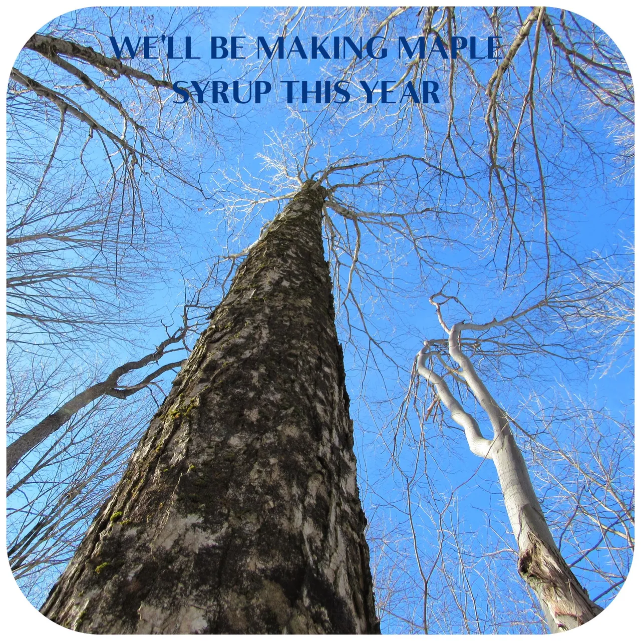 TREES .png