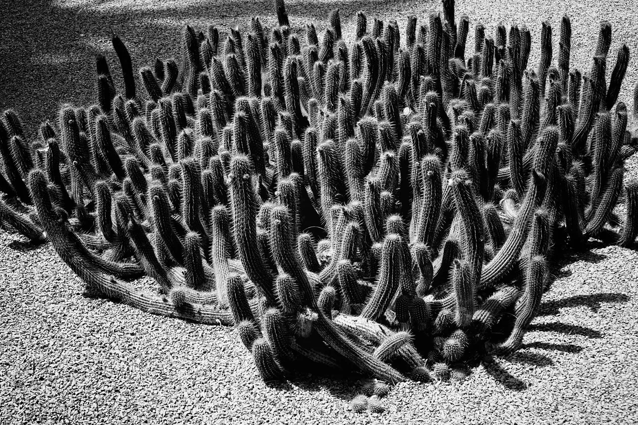 Cacti5.jpg