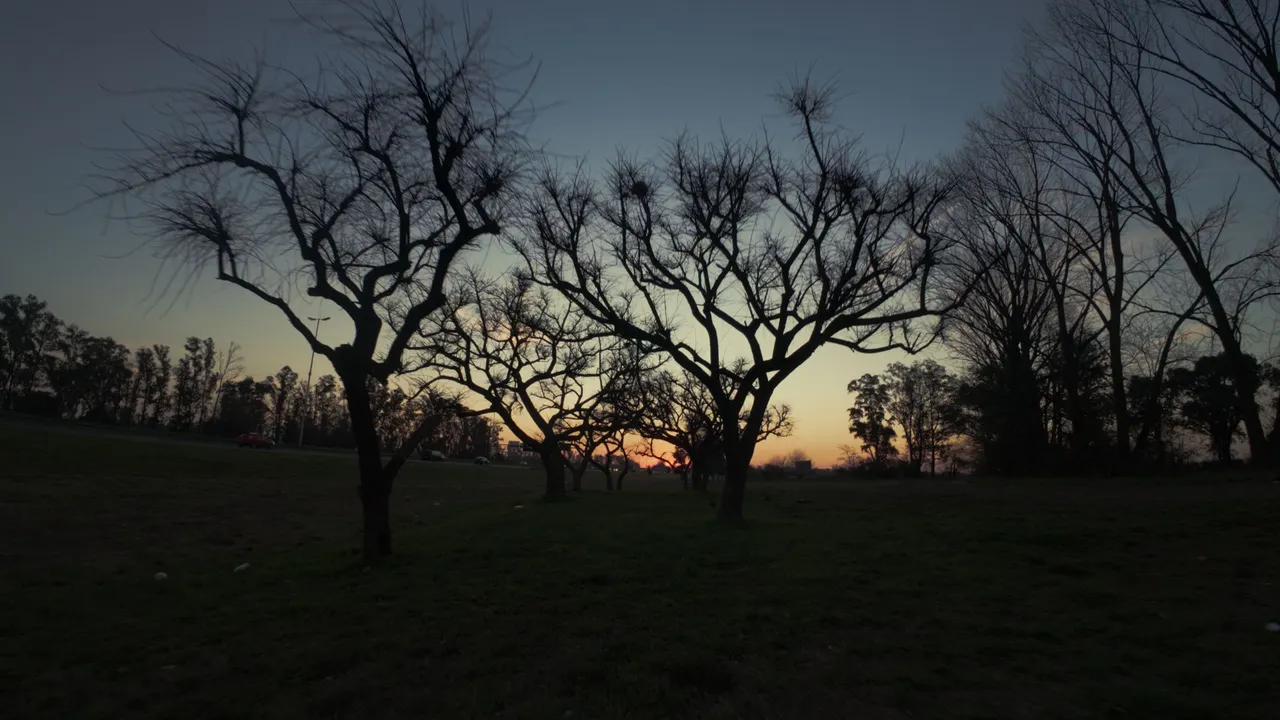 Atardecer arboles.jpg