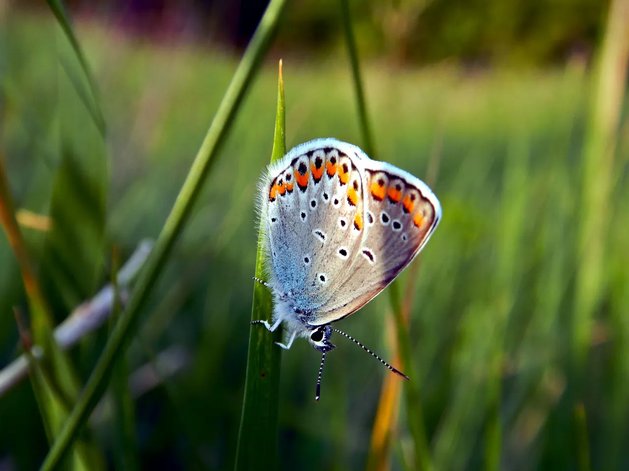 DSCN2088.JPG