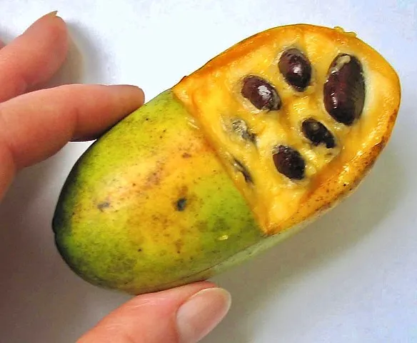 09-29_pawpaw_fruit.jpg