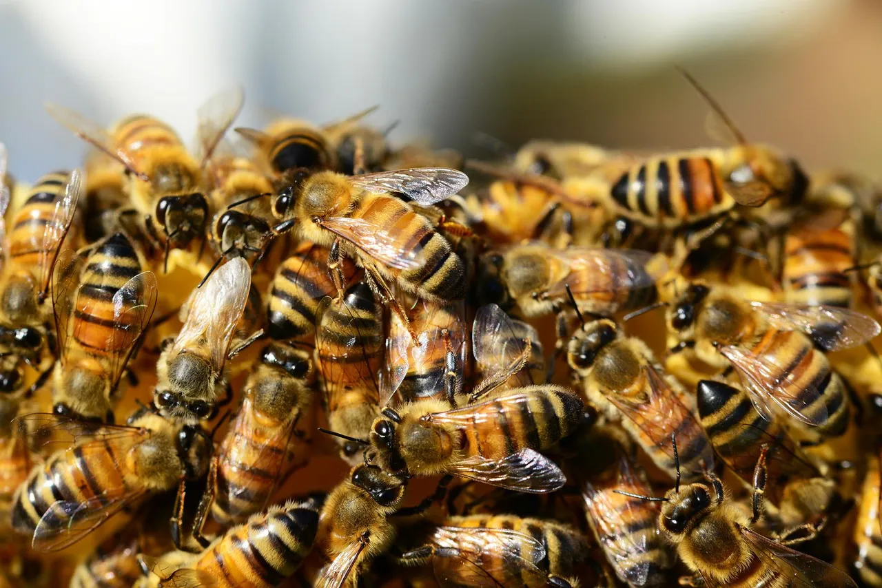 honey-bees-g941ffc8f1_1920.jpg