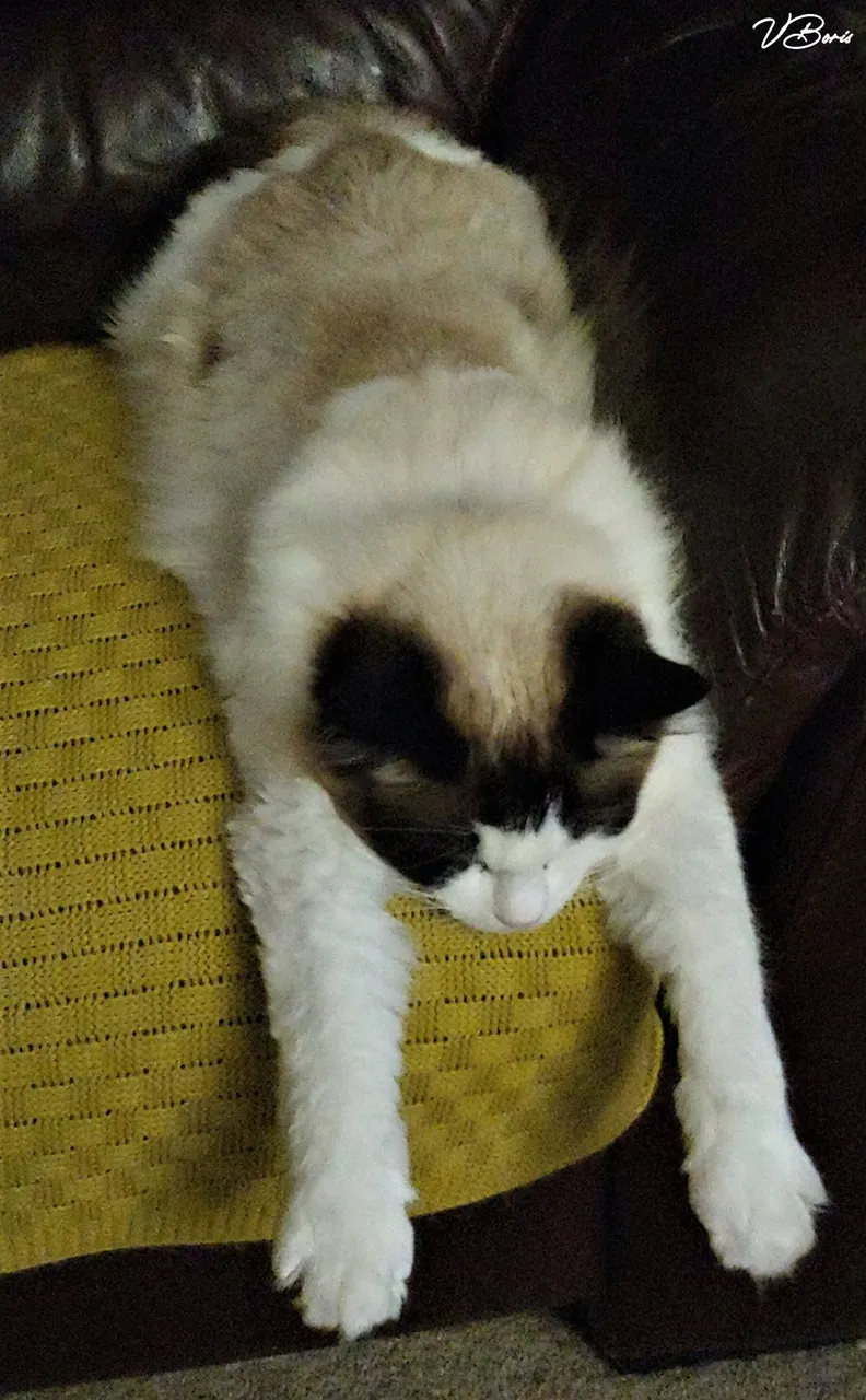 My cat one.jpg
