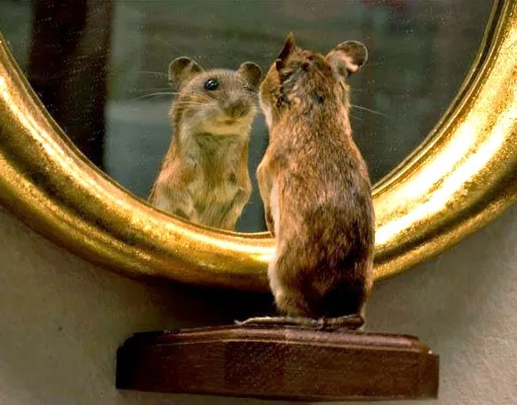 Self-awareness-squirrel-341058286.jpg