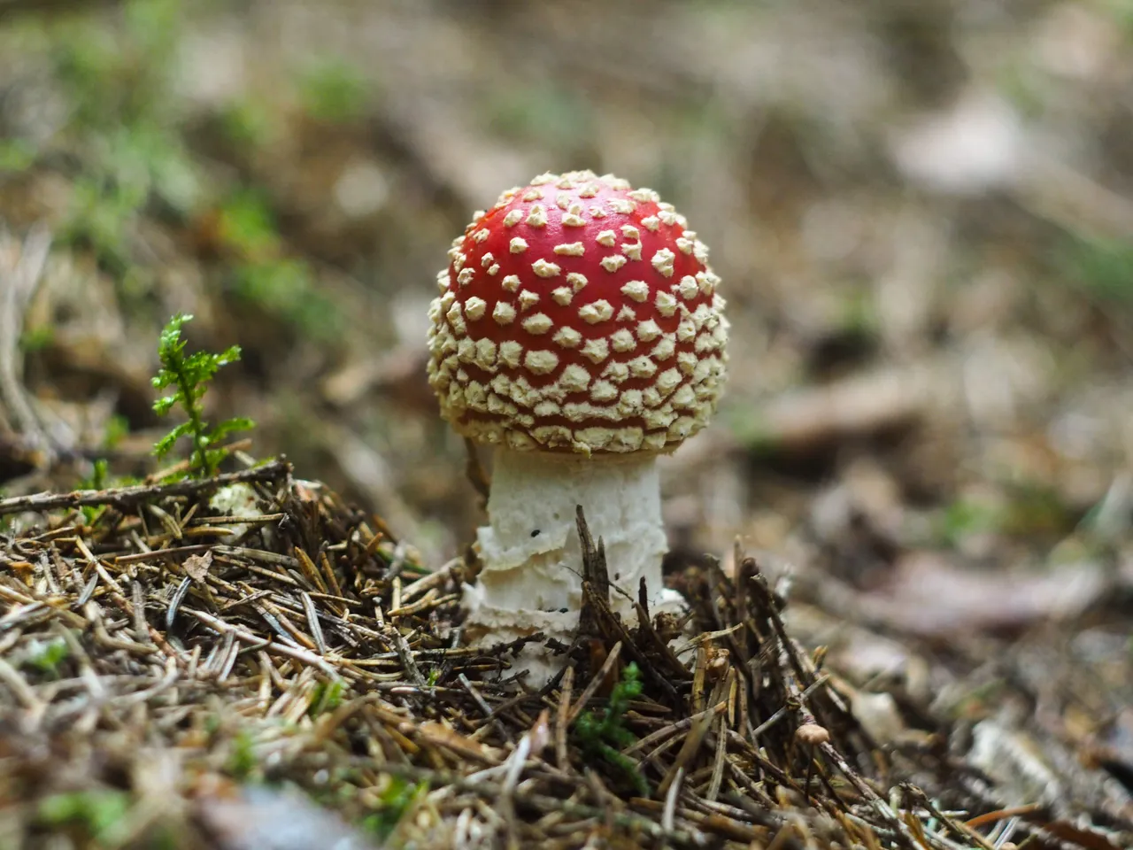 500px mushroom 12.jpg