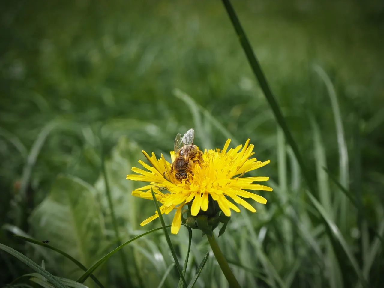 бджола на кульбабі 7.jpg
