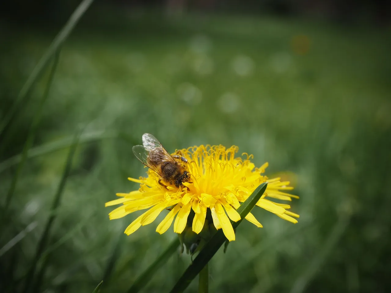 бджола на кульбабі 5.jpg