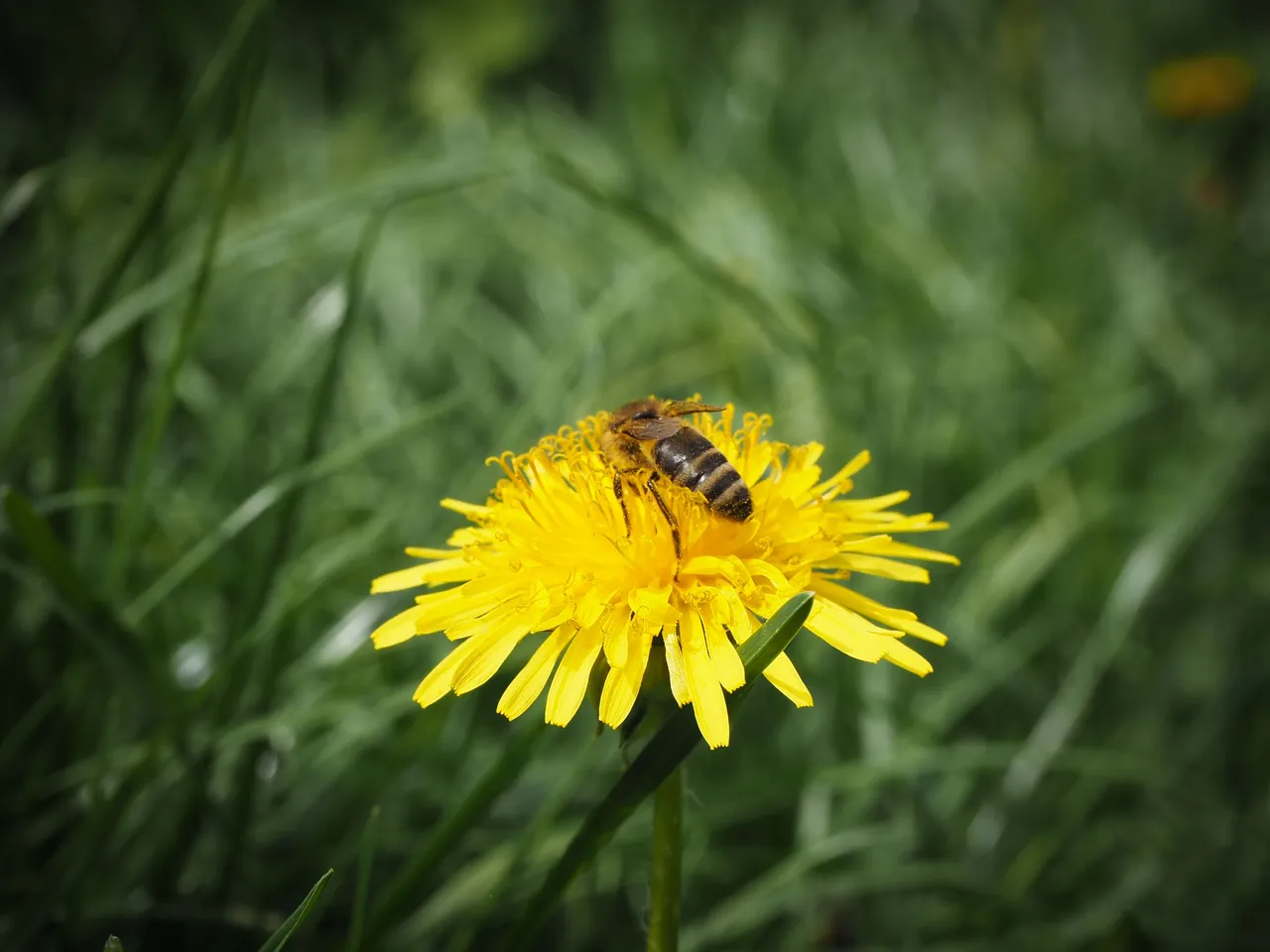 бджола на кульбабі 1.jpg