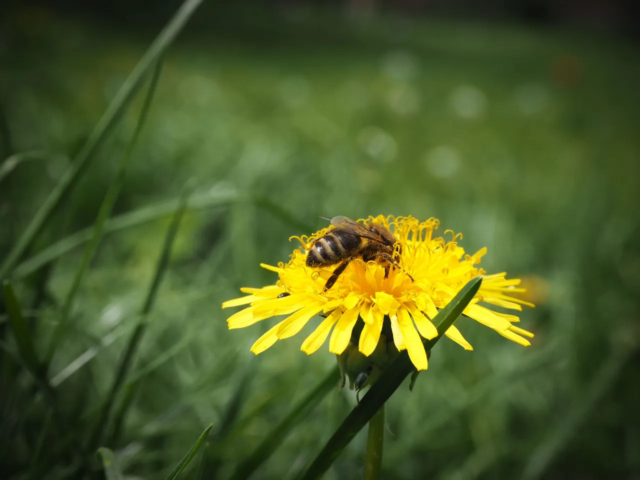бджола на кульбабі 6.jpg