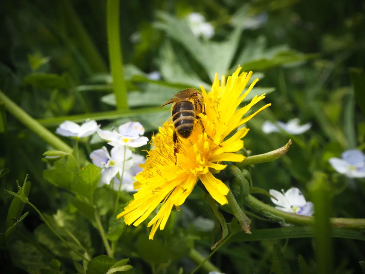 бджола на кульбабі 8.jpg