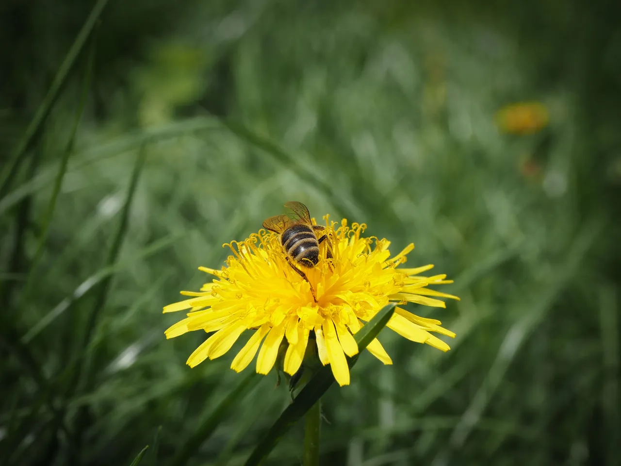 бджола на кульбабі 2.jpg