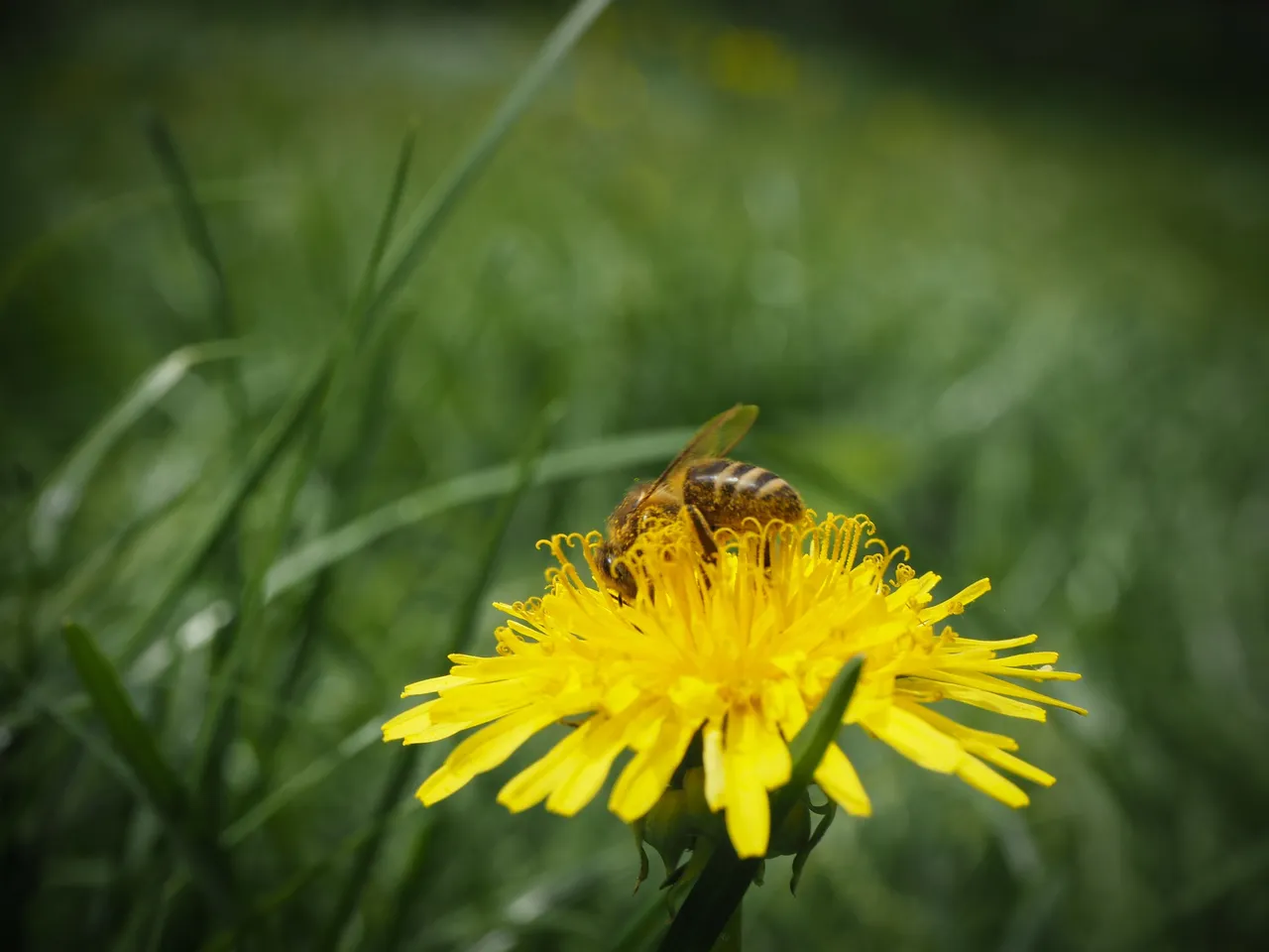 бджола на кульбабі 4.jpg