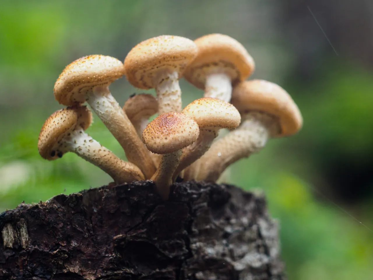 500px mushroom 13.jpg