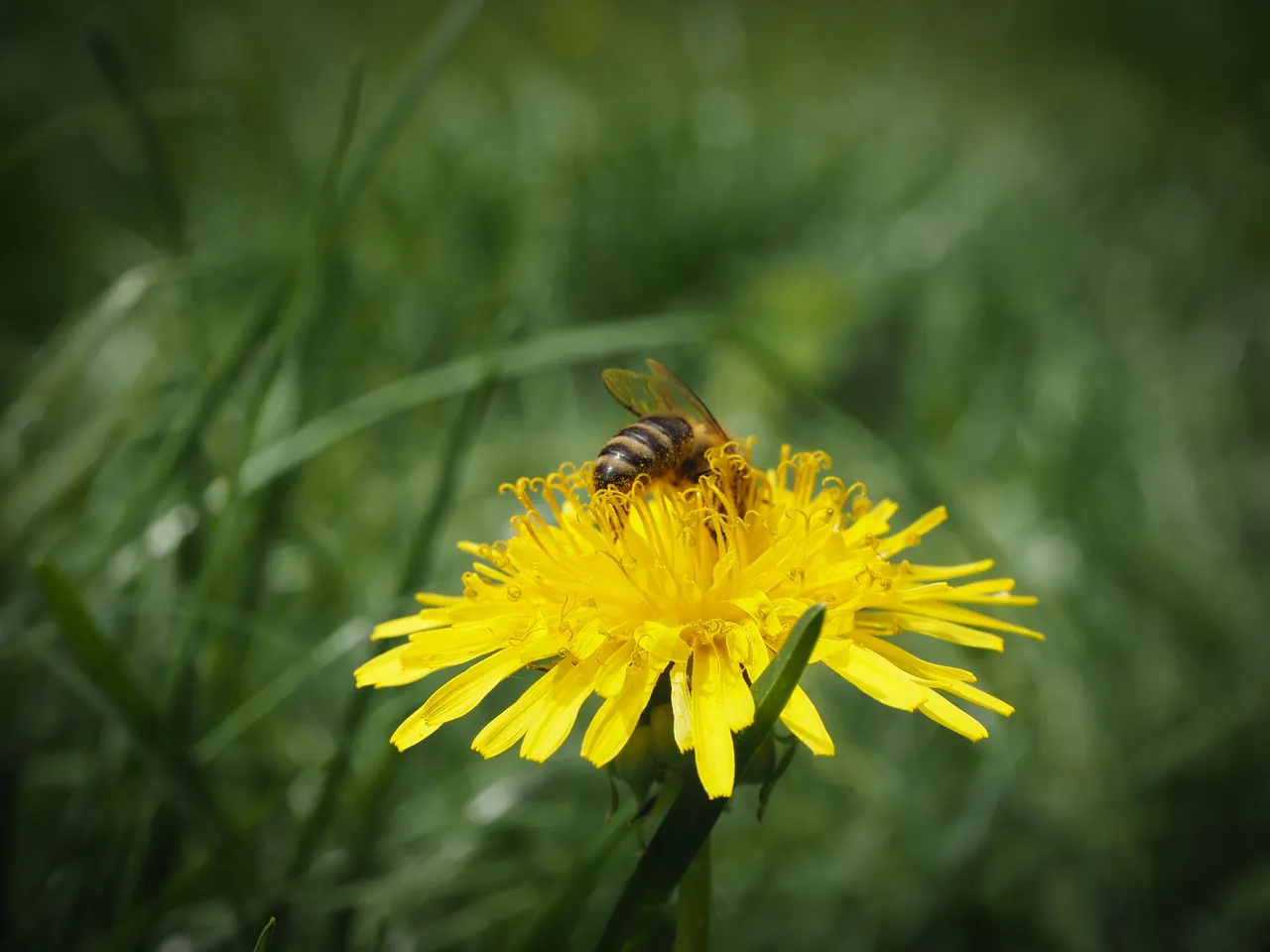 бджола на кульбабі 3.jpg